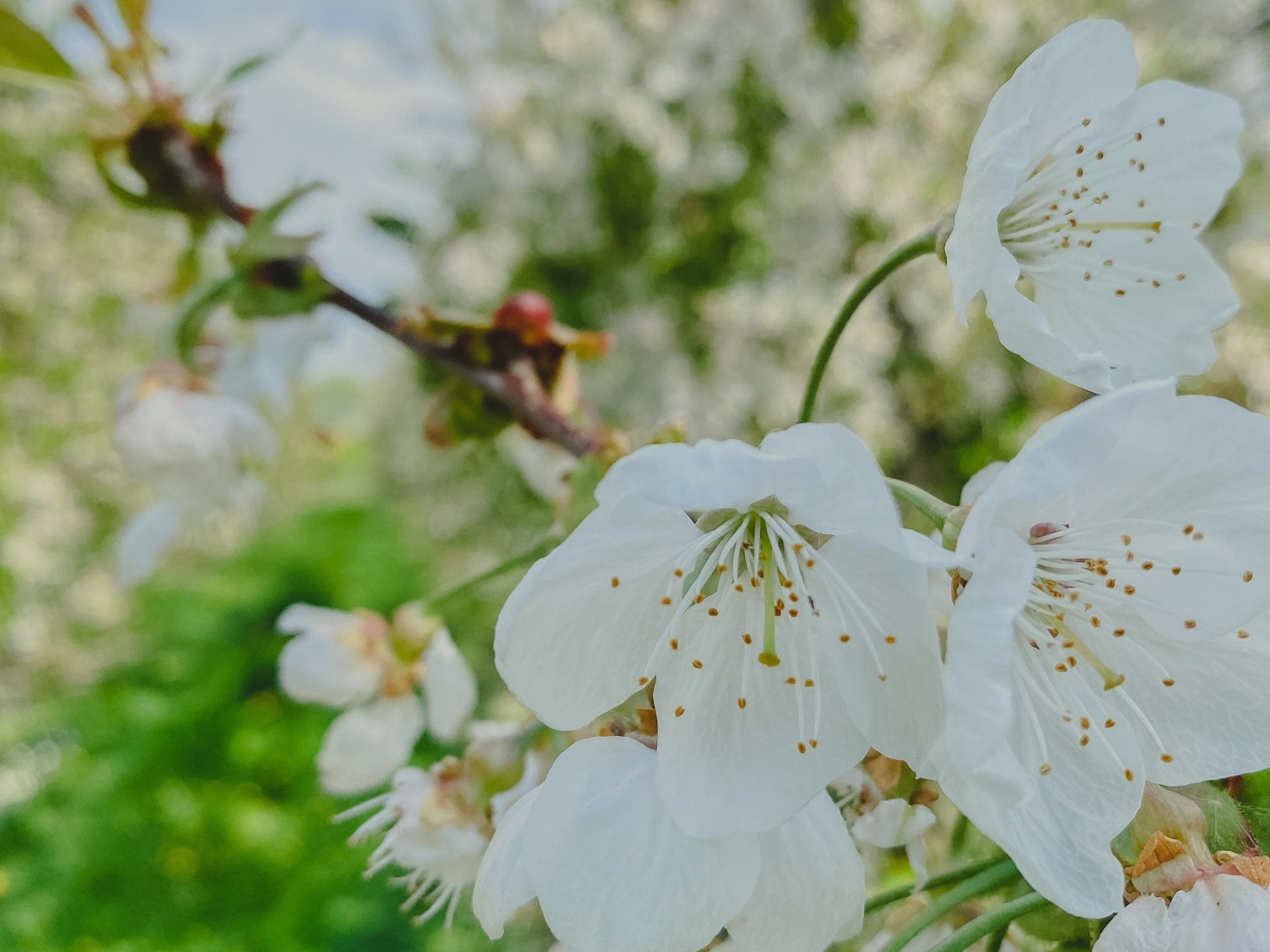 Witte bloesem op voorgrond met gele meeldraden, onscherpe tak en groene achtergrond in de tuin.
