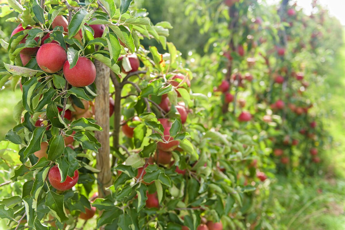 Appelboom met rode appels aan takken, groene bladeren en onscherpe boomgaard op de achtergrond.